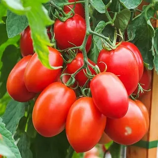 تصویر 4 از گوجه‌ فرنگی آلویی + شرایط فوق‌ العاده